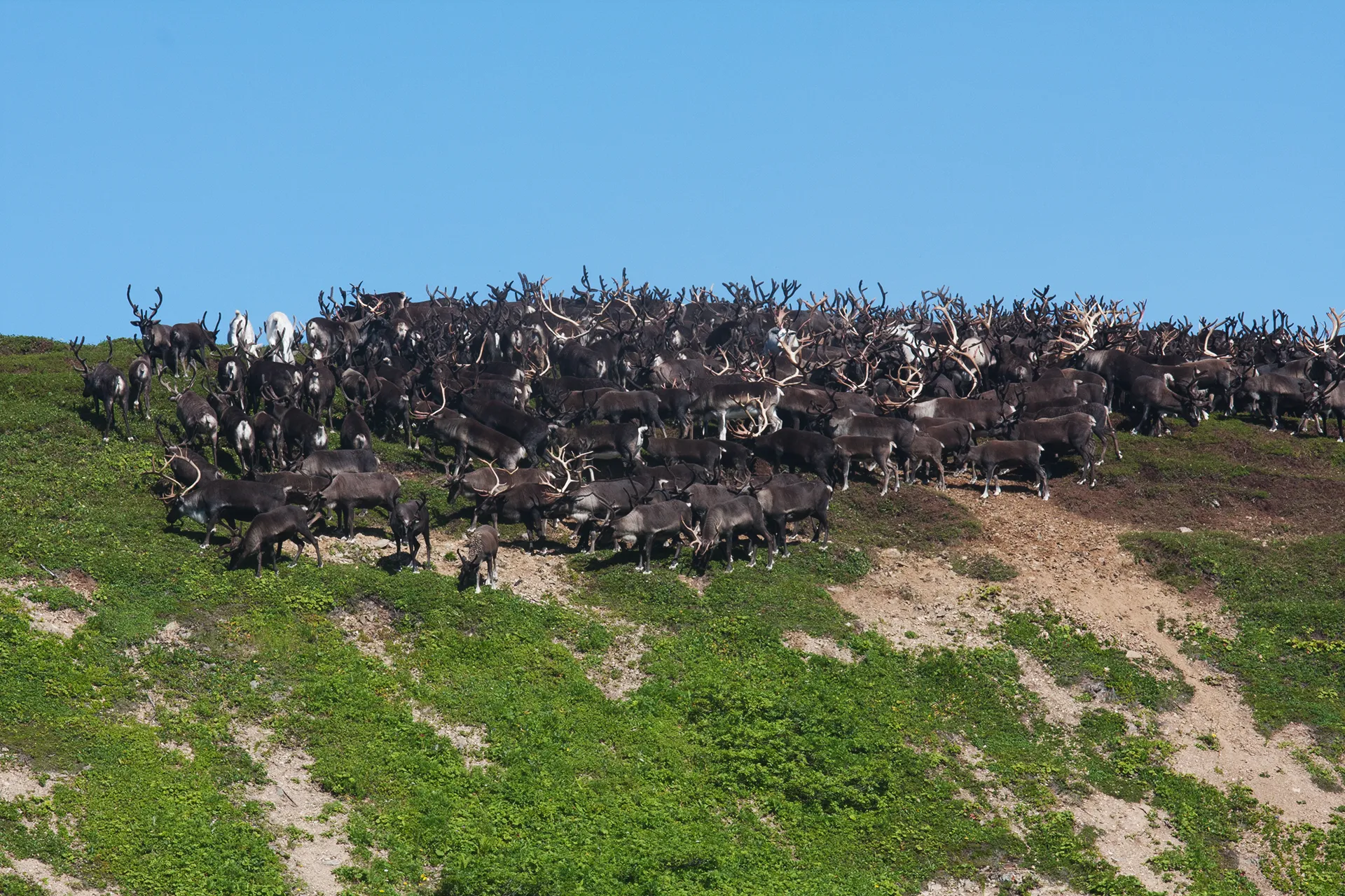 Командорские острова, олени