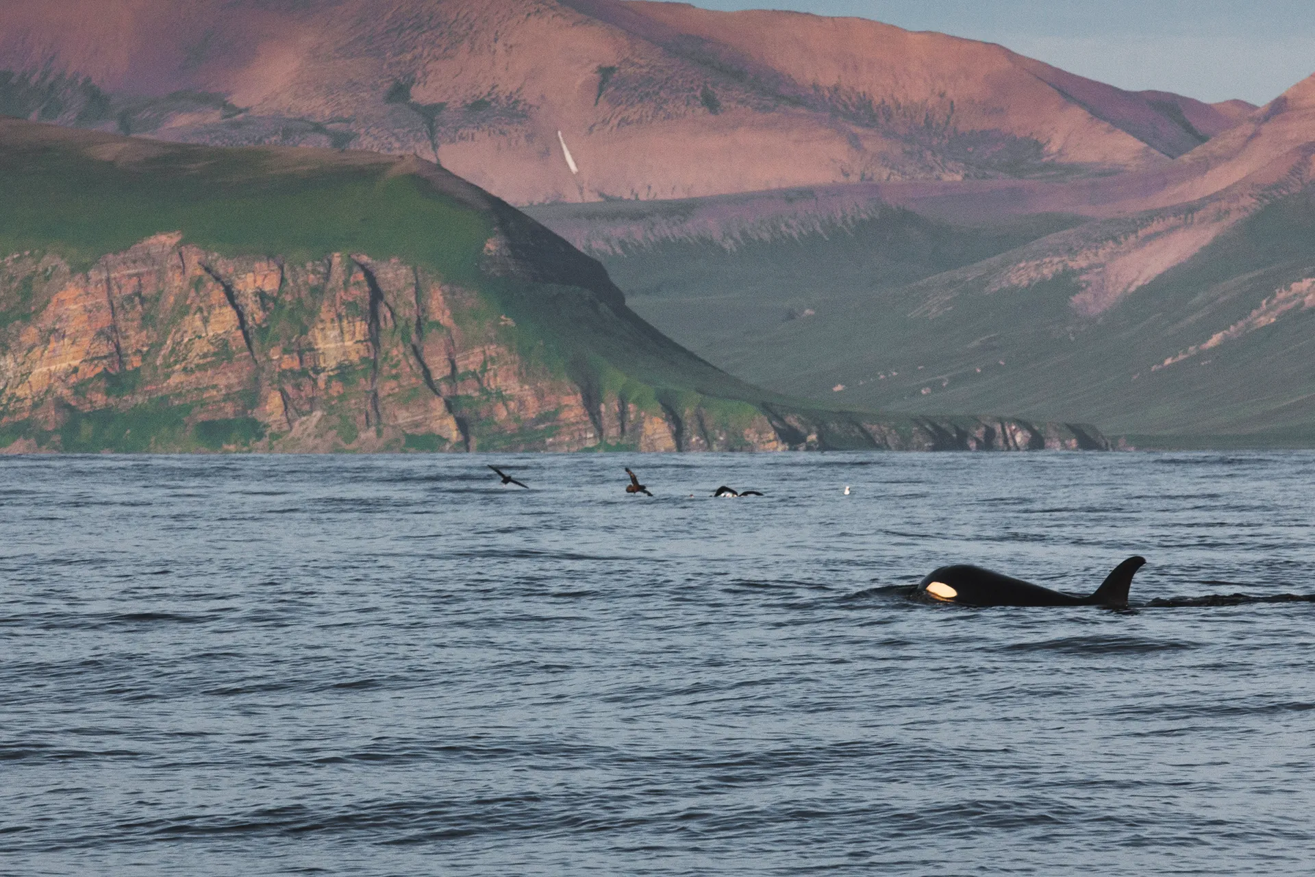 Командорские острова, Косатки