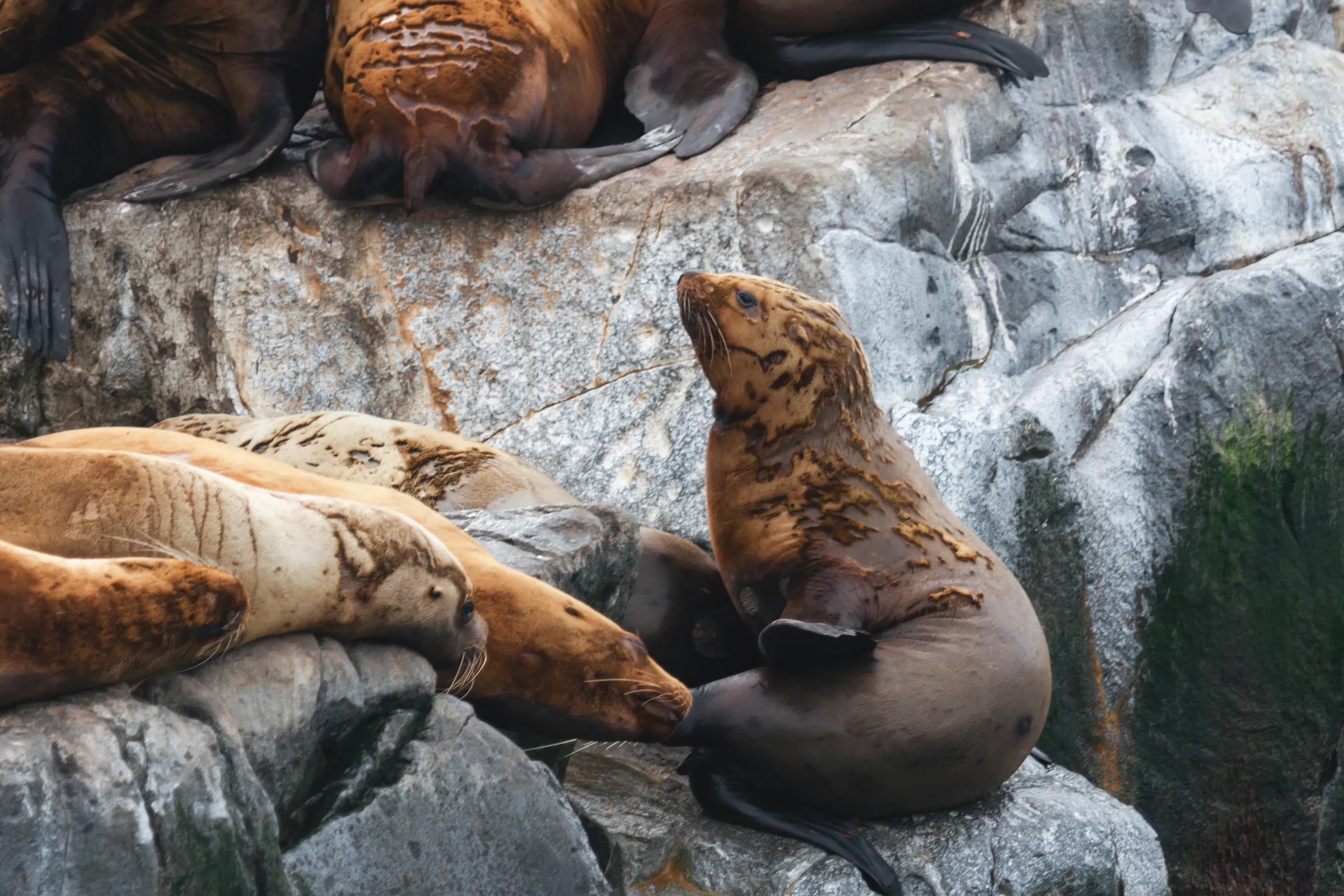 Курильские острова. 