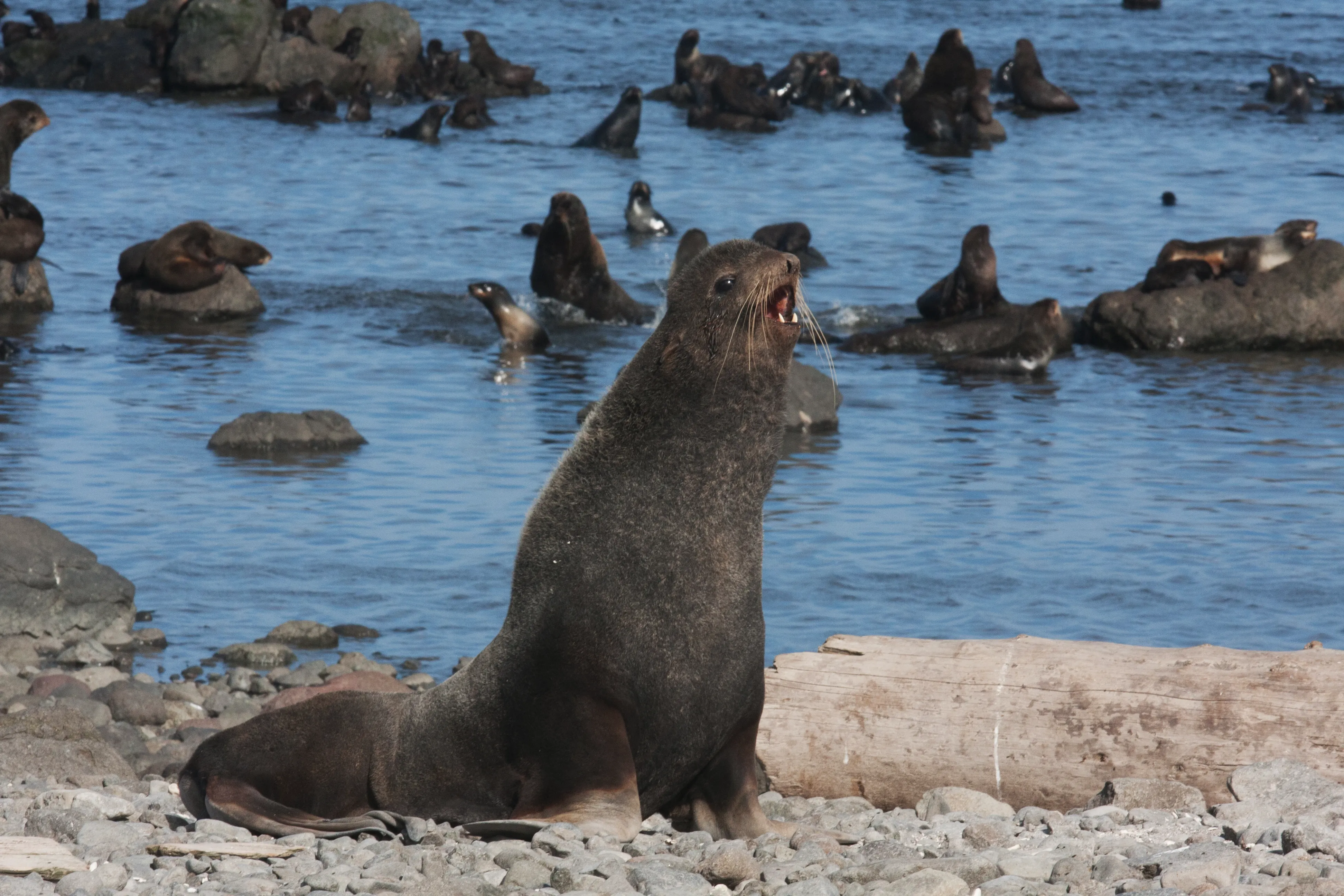 Курильские острова