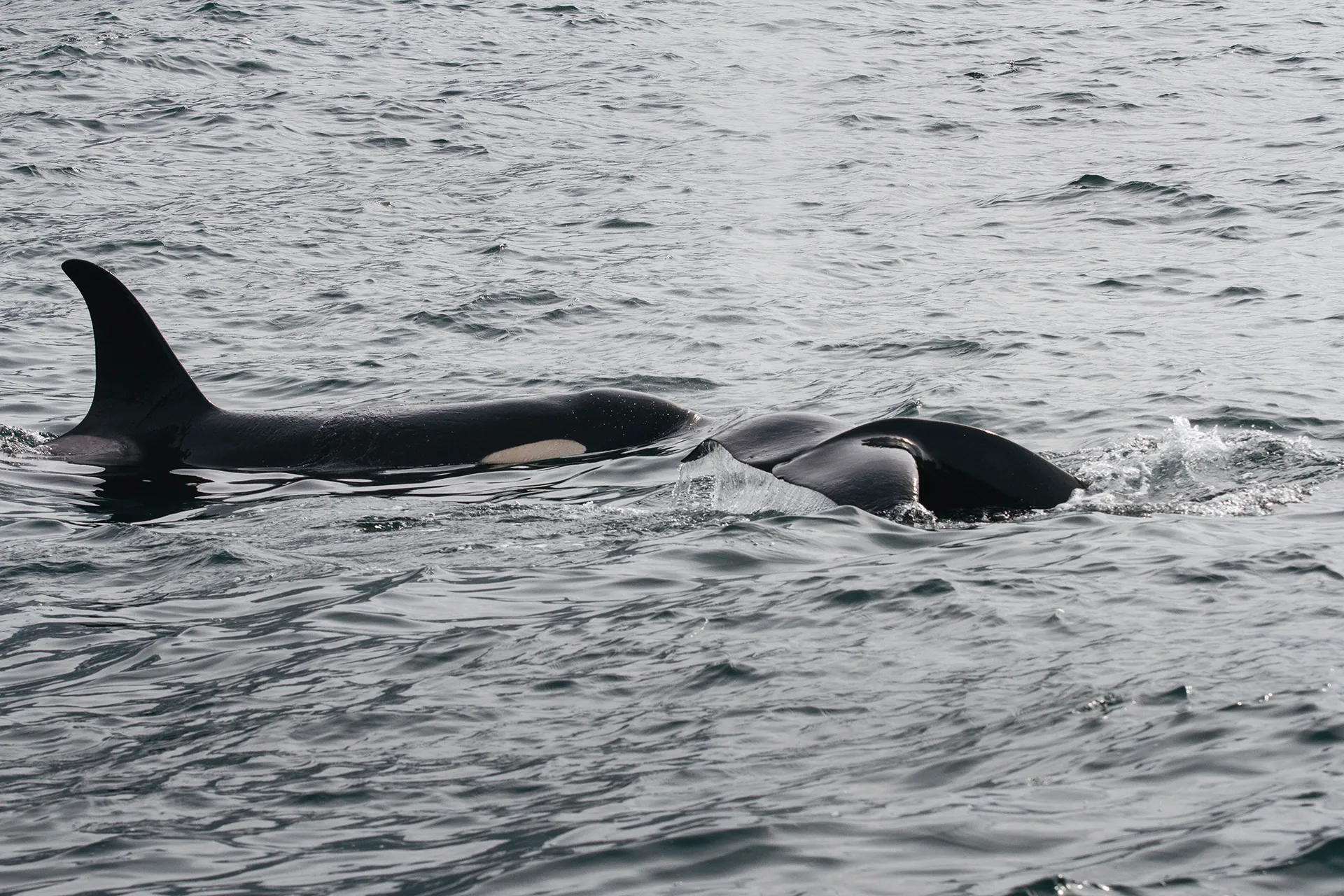 Курильские острова