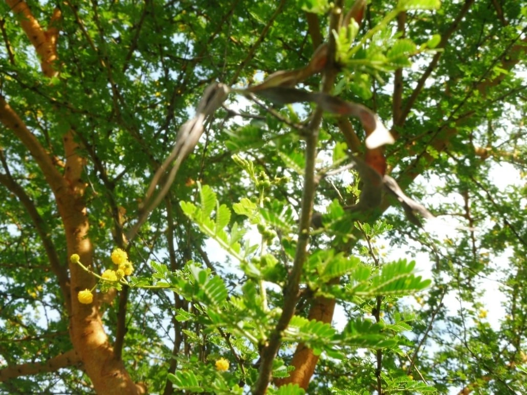 Looking up through tree tops