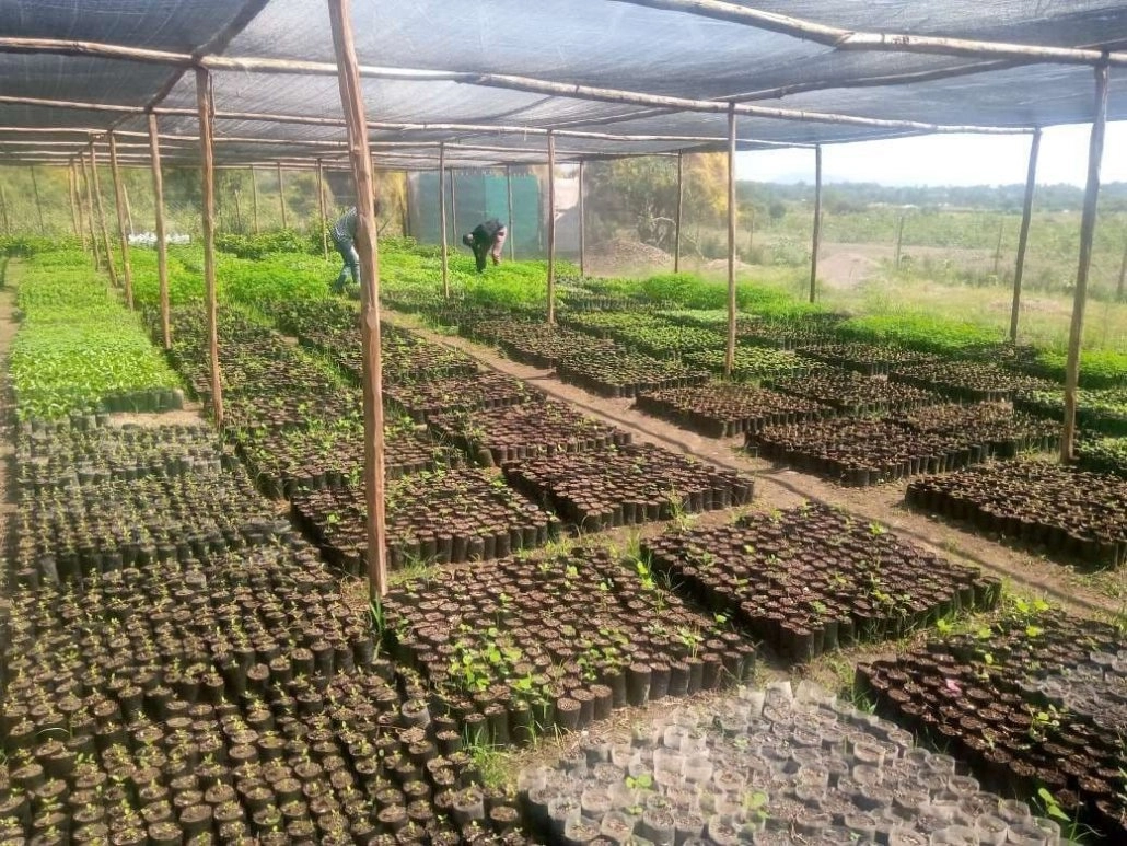 A sweeping photo of tree and plant seedings growing in a nursery