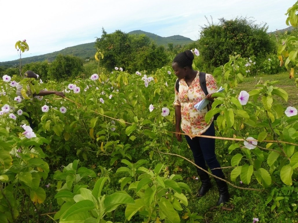 Farmer stands in field