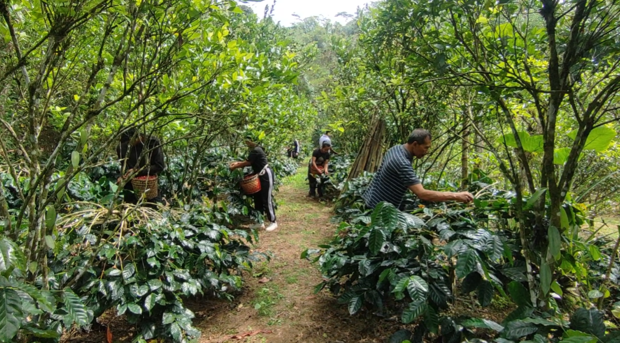 Coffee farmers managing their trees and picking fruit
