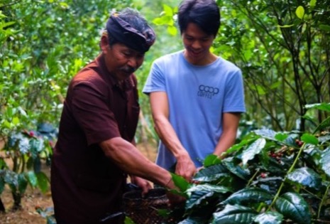 People picking and managing a coffee plant
