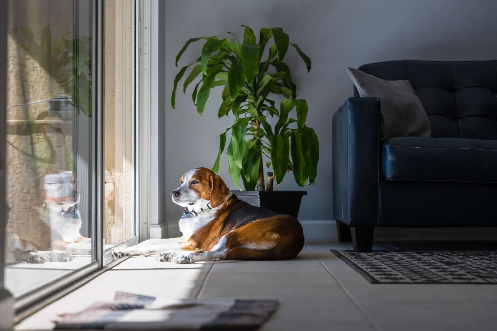 Dog sunbathing by patio door.