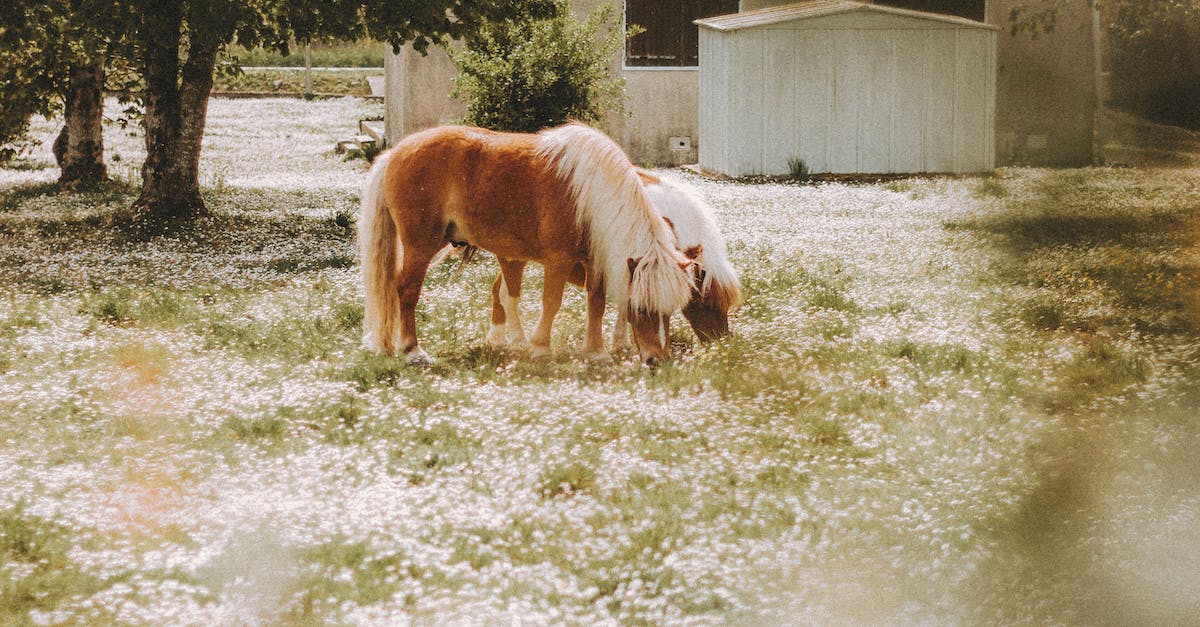 How To Send Healing Energy To Animals?