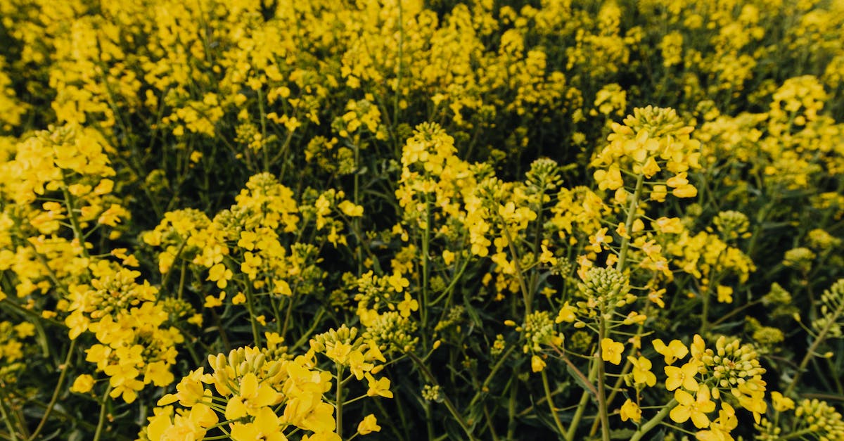 Is Scalar Energy Healing Fake?