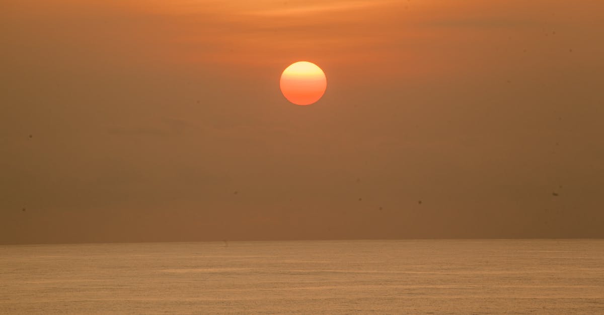 What Healing Energy Do White Cats Have?