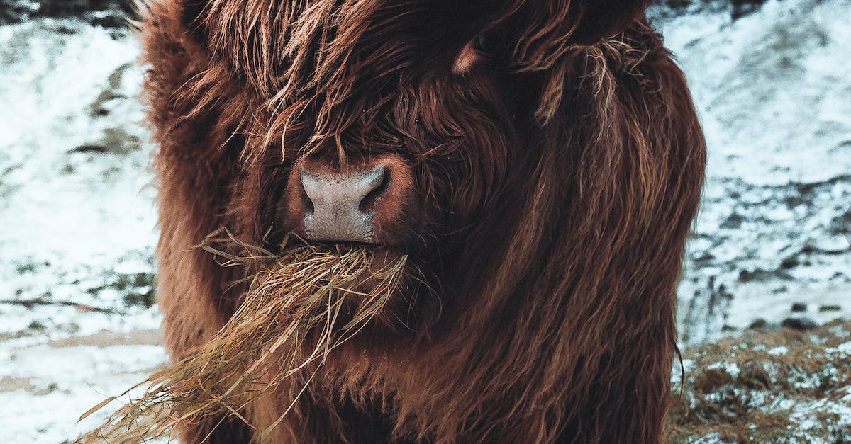 What Is A Reiki Energy Healer?