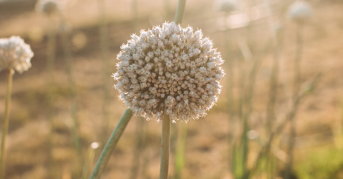 What Is Group Remote Energy Healing?