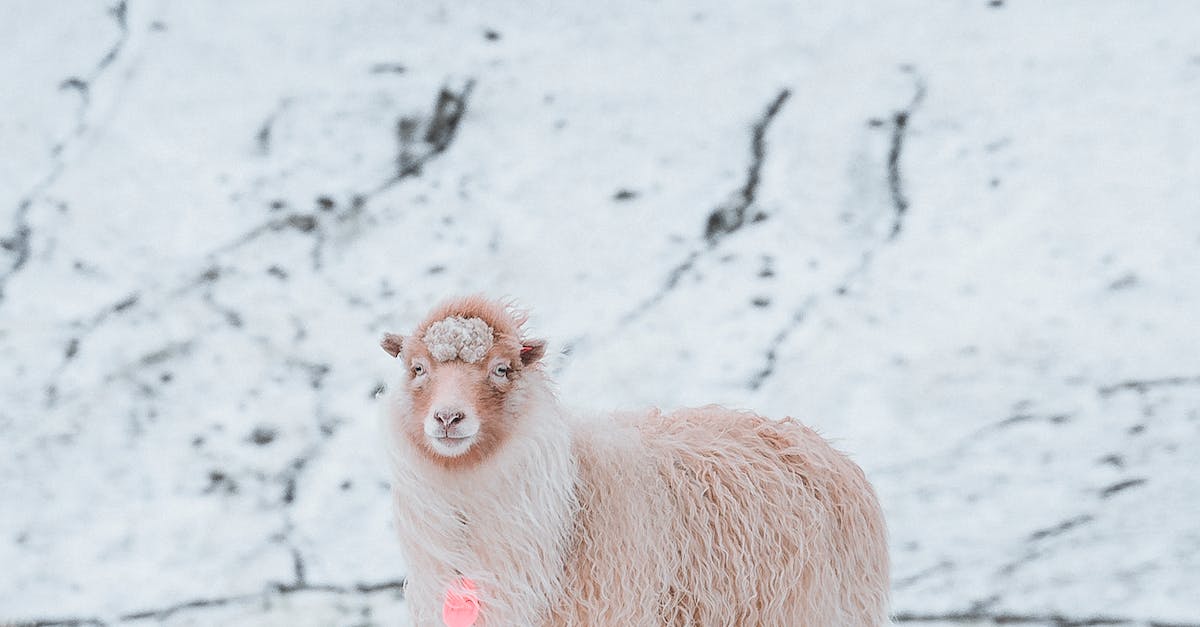 Which Energy Meridian For Healing Breast Cancer?