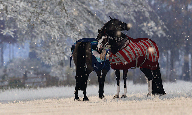 Evergarden Equestrian - Main Stables