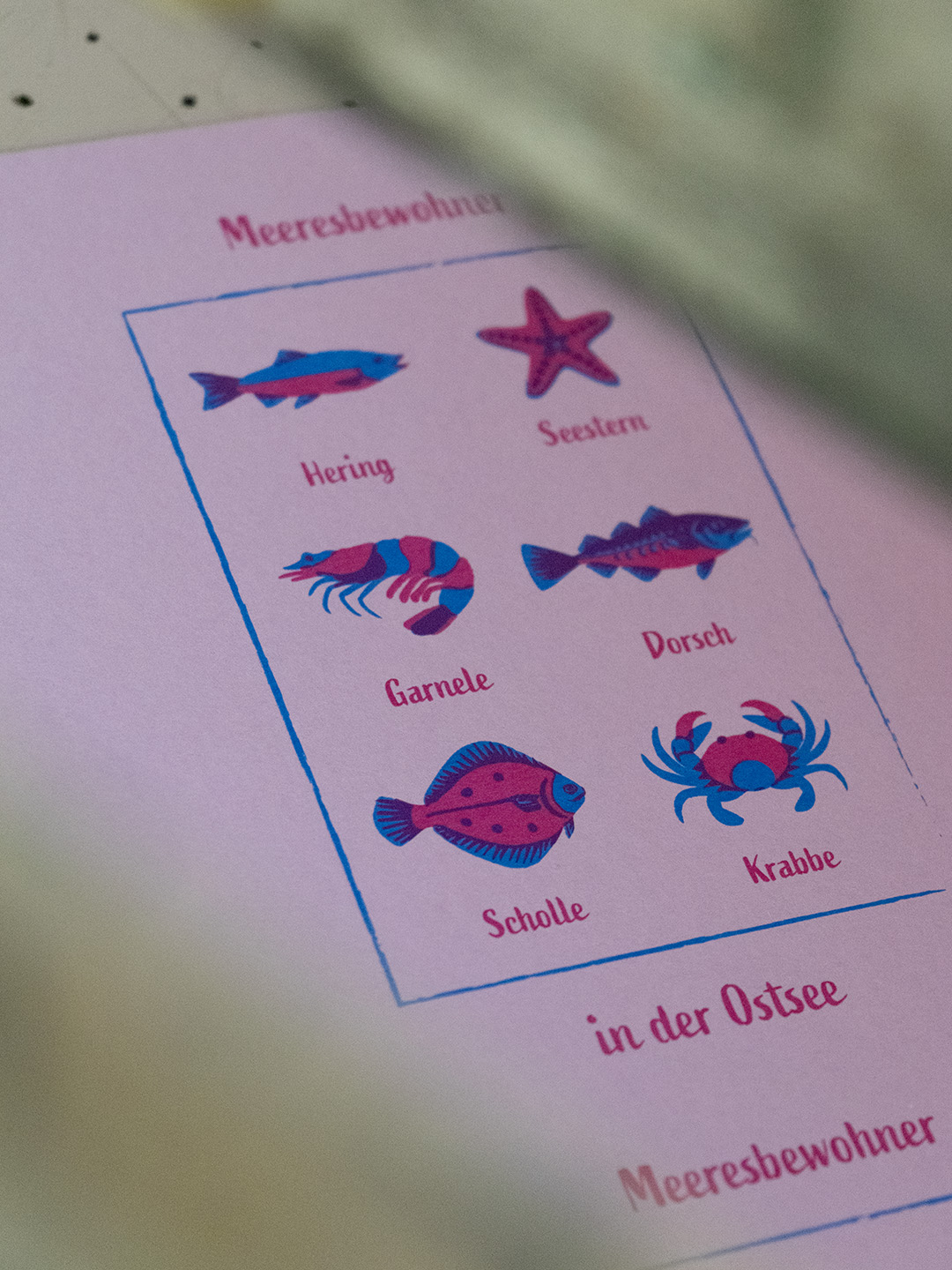 Nahaufnahme Postkarten mit Meeresbewohnern der Ostsee