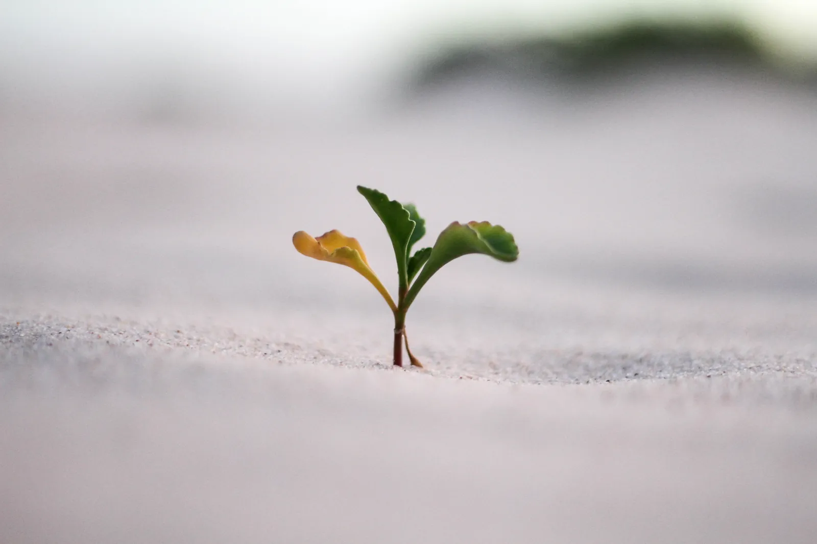 How to Grow Your Startup (AMA with Hsu Ken Ooi)