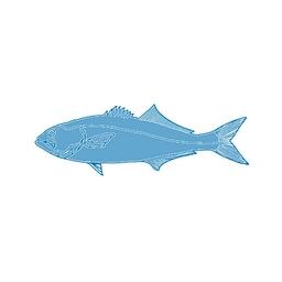 Bluefish Capital logo