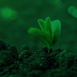 Greenbackers Investment Capital logo