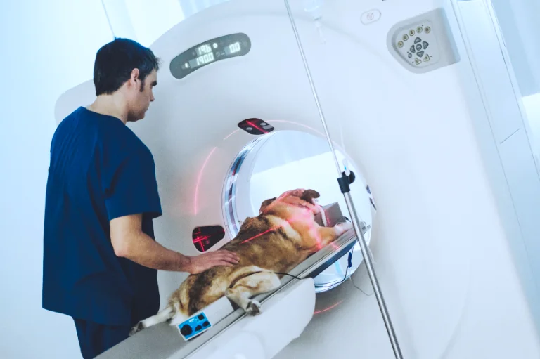 CT scan of a dog