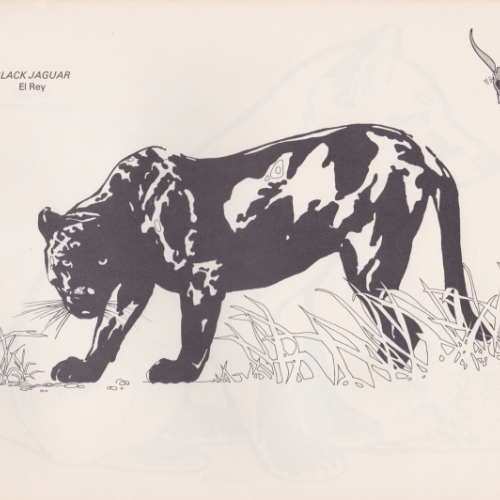 Game Farm coloring book illustration