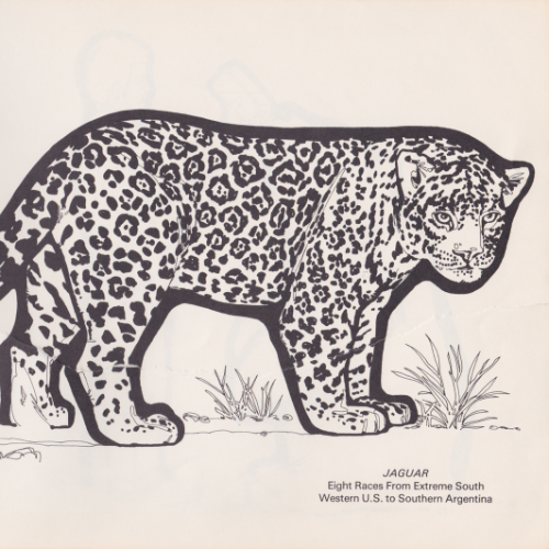 Game Farm coloring book illustration