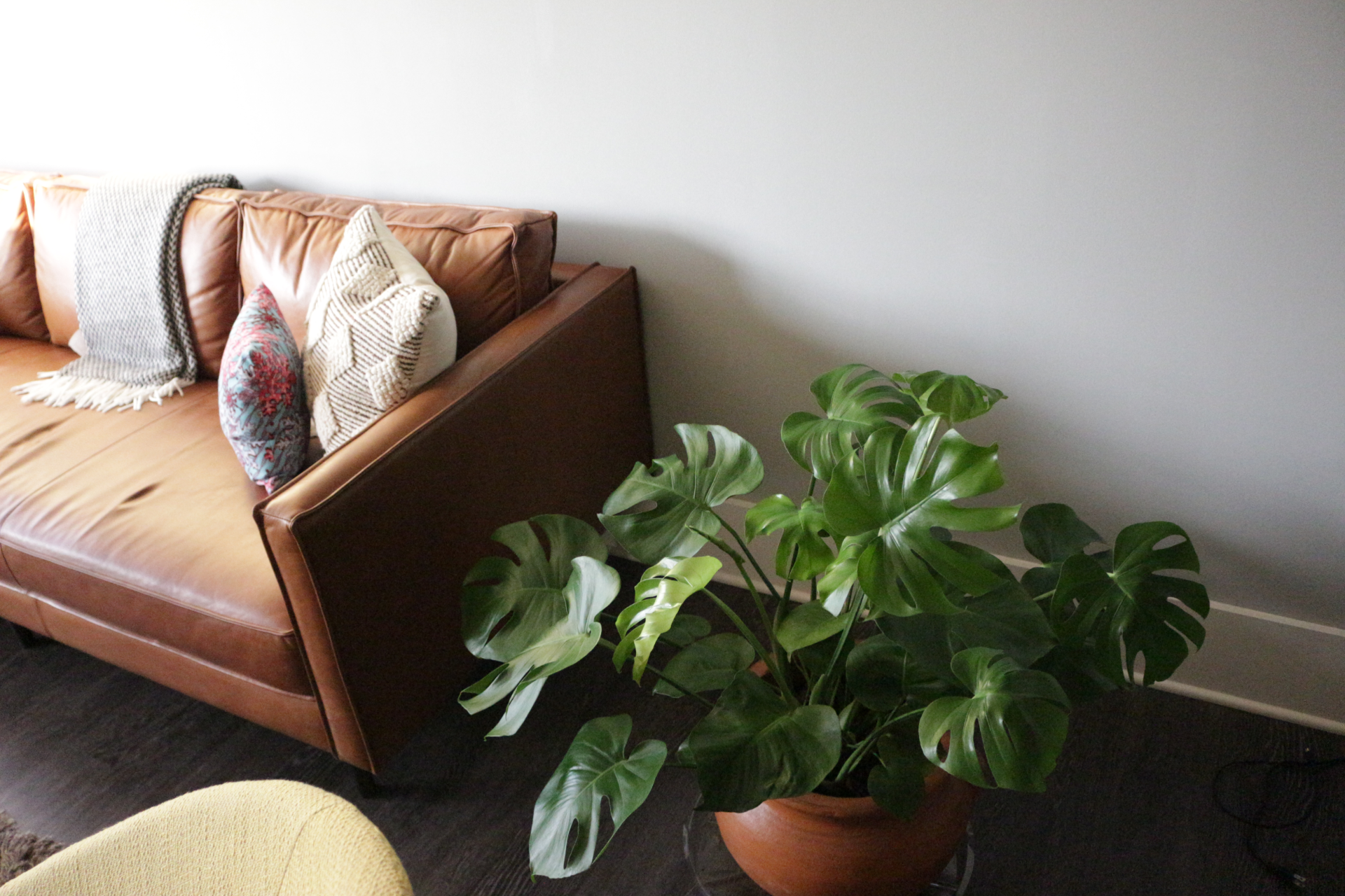 a picture of a plant near a couch