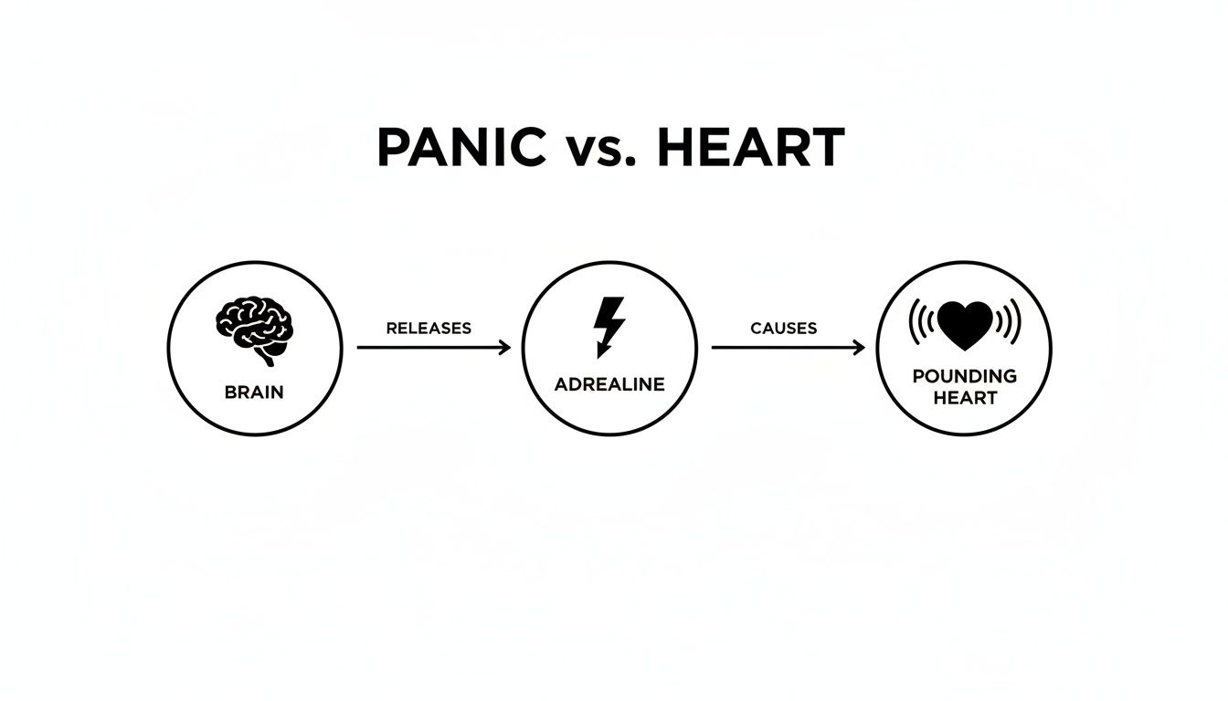 A diagram illustrates how the brain releases adrenaline, leading to a pounding heart, linking panic and heart reactions.