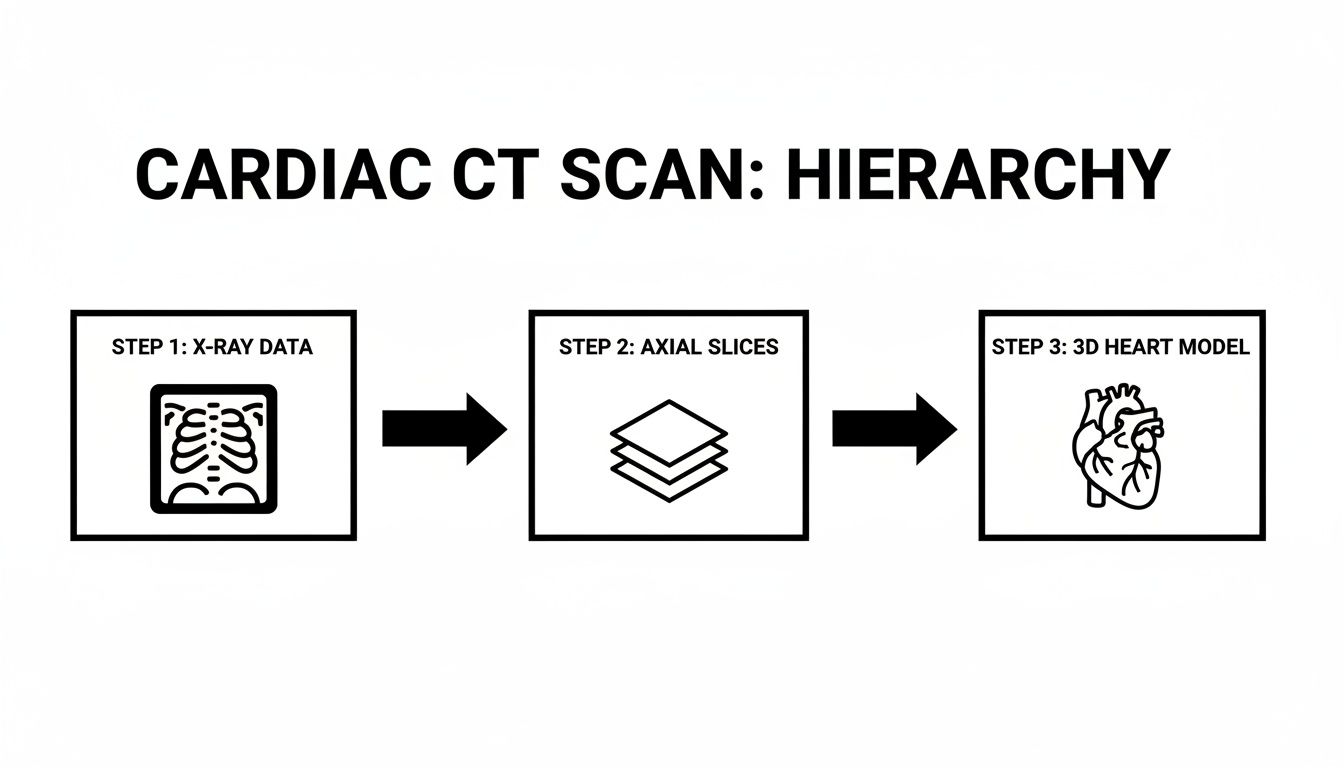 A diagram illustrating the hierarchy of a cardiac CT scan: X-ray data leads to axial slices, then to a 3D heart model.