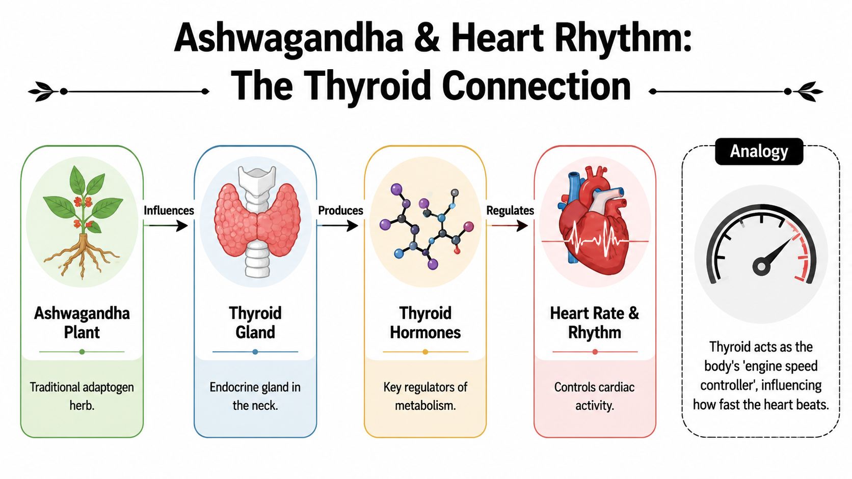 A diagram illustrating how Ashwagandha influences the thyroid gland to regulate thyroid hormones and heart rhythm.