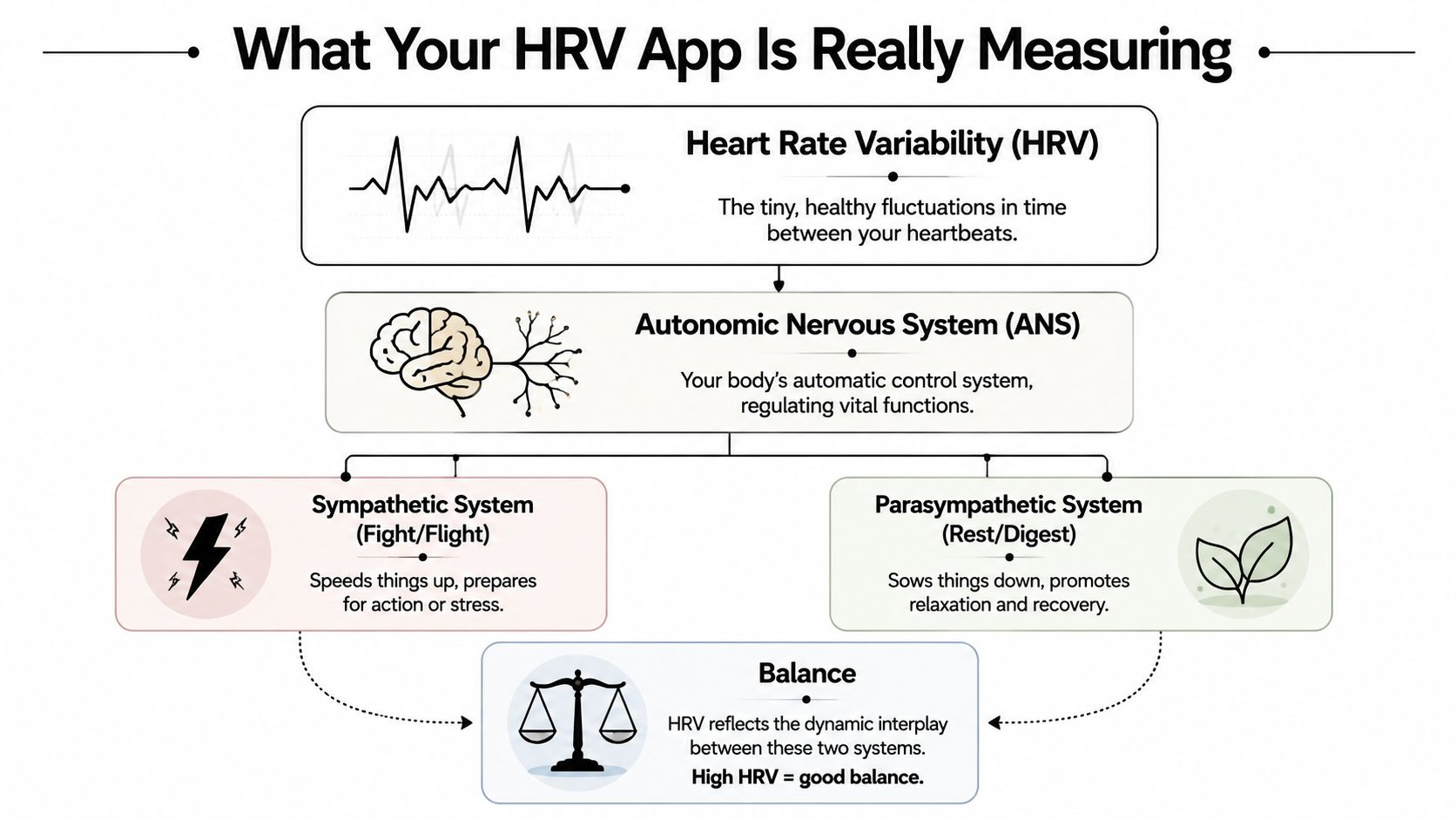 What Your HRV App Is Really Measuring