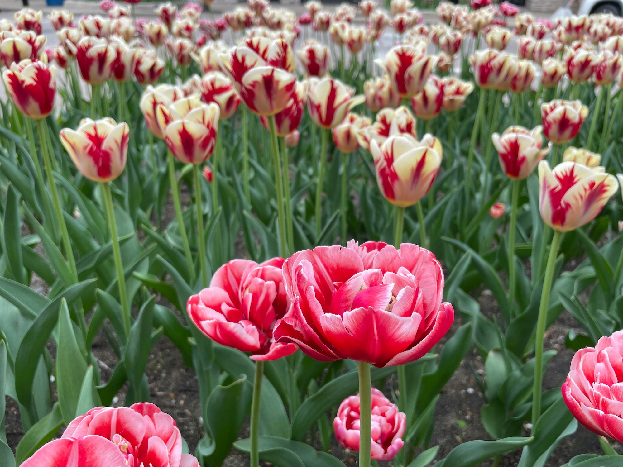 Are You in Full Bloom?