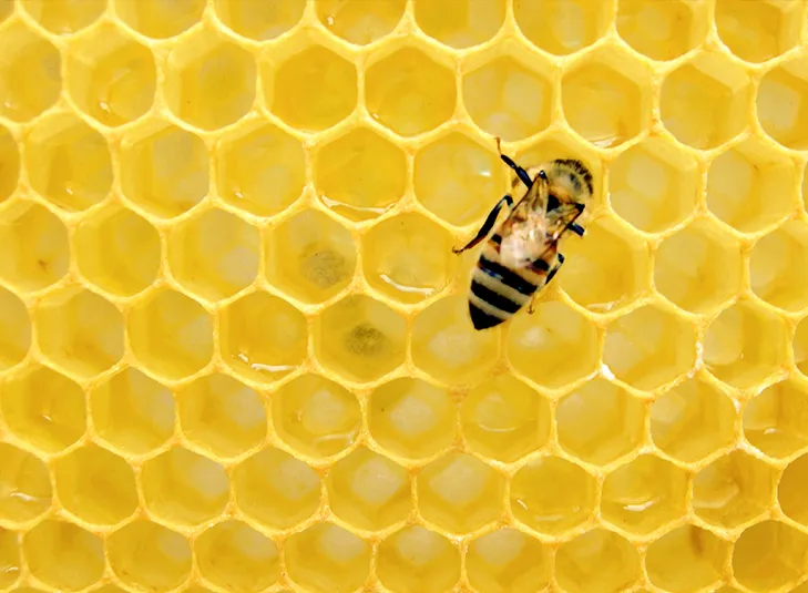 The Honey Heist