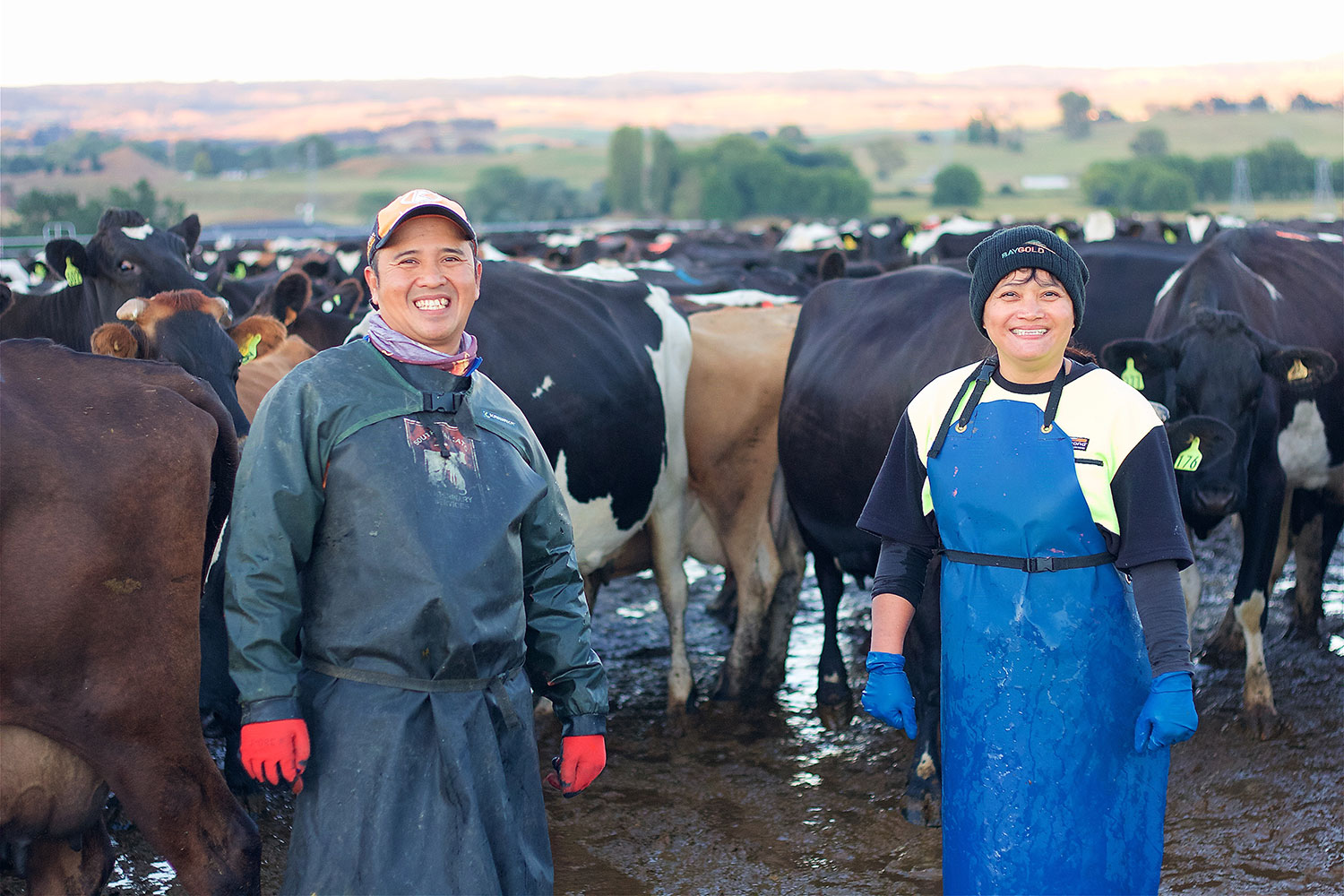 Two agriculture workers in the foreground with cattle in the background