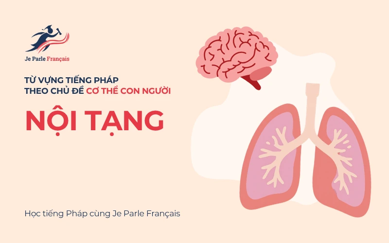 Từ vựng về các cơ quan bên trong cơ thể con người - nội tạng - trong tiếng Pháp.