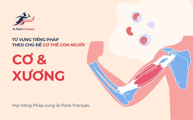 Từ vựng tiếng Pháp theo chủ đề về cơ & xương.