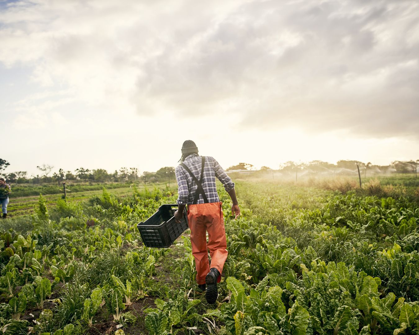 Farmer carrying a crate through a crop field at sunset