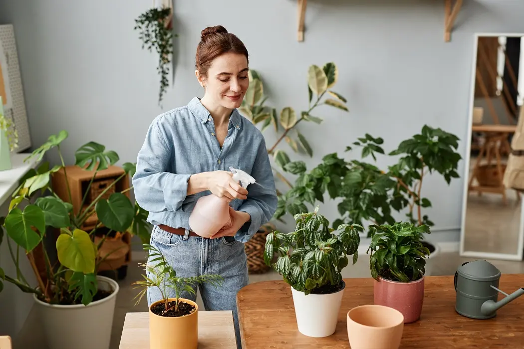 When to repot plants after moving