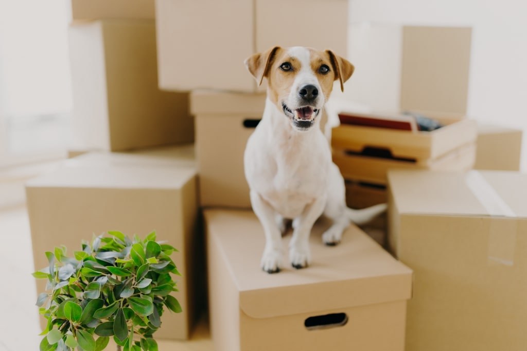 Moving day