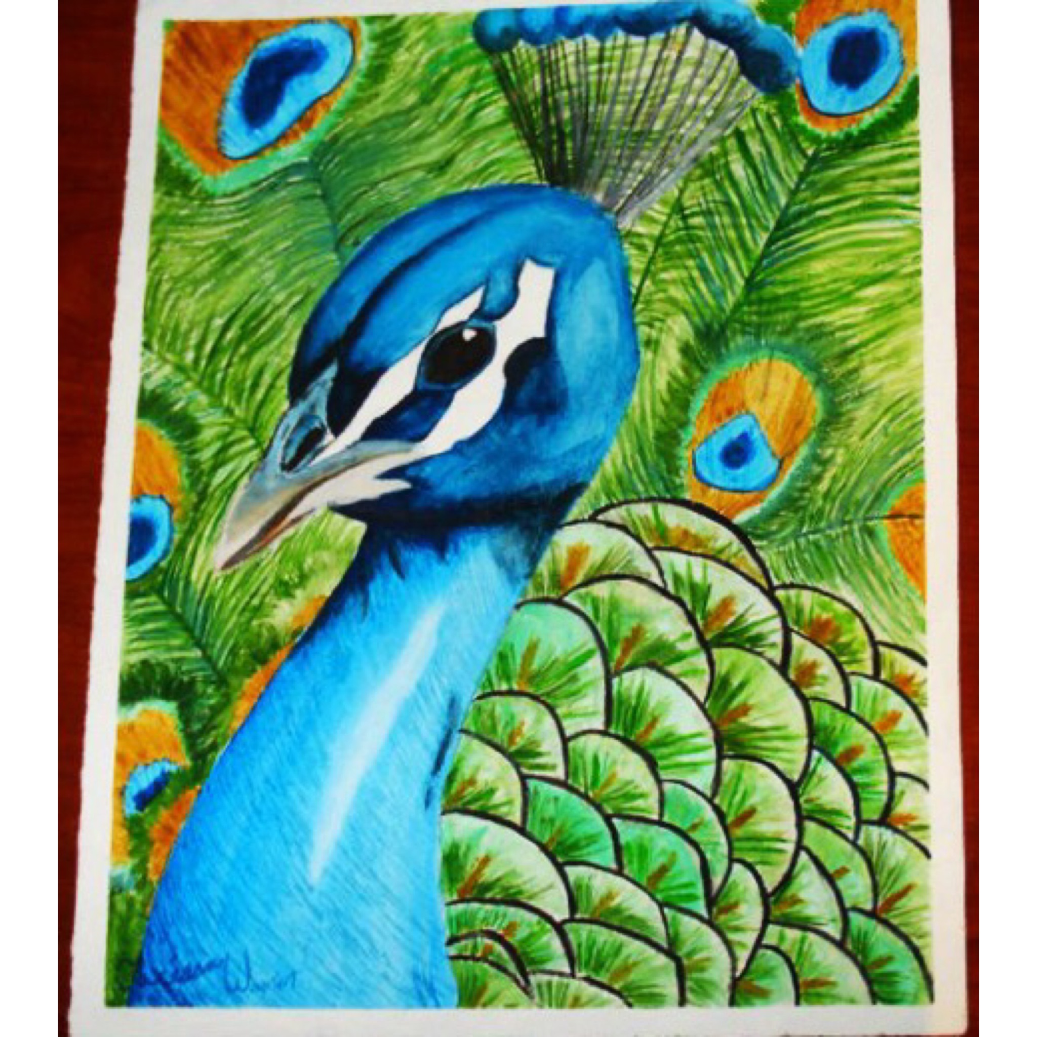 Watercolour painting of a peacock