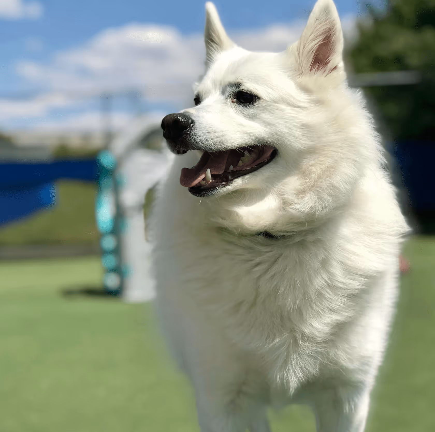 The Dog House Bloomington