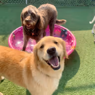 Doggie Daycare