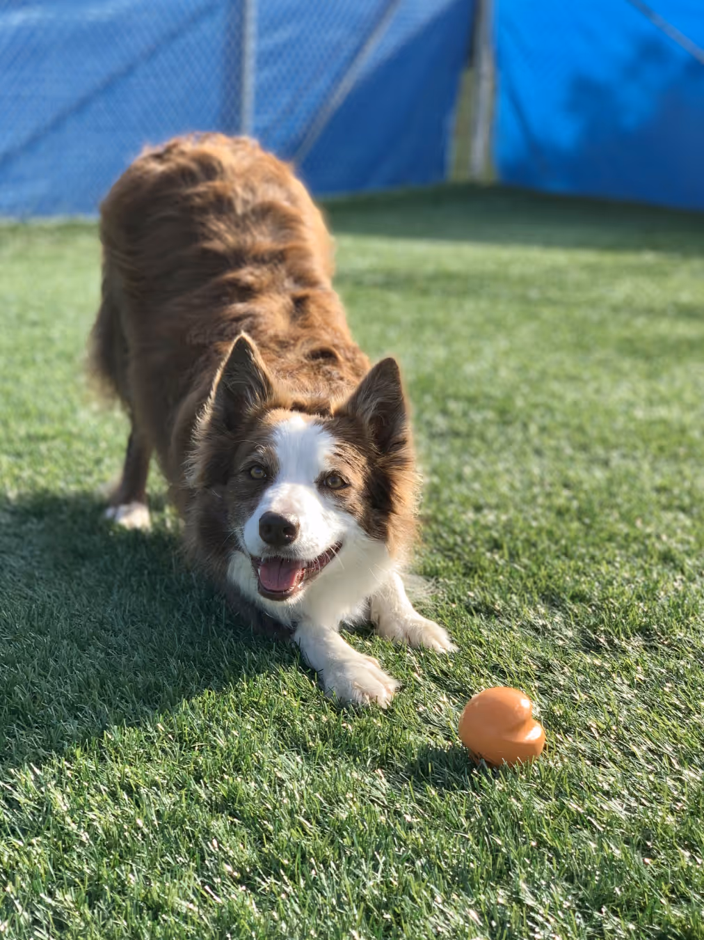 Cage Free Dog Boarding Bloomington
