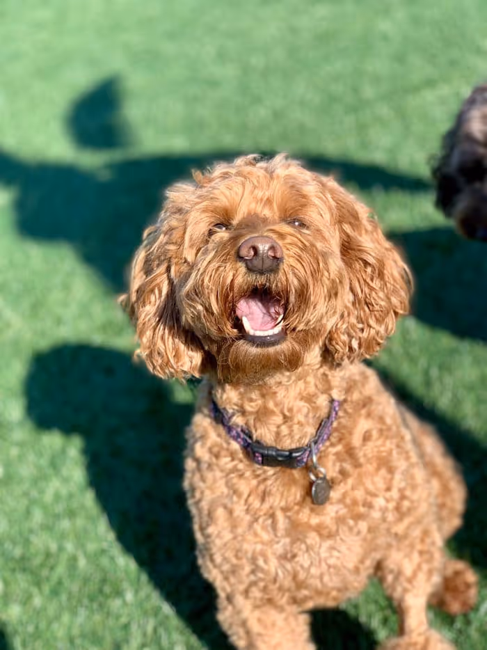 Curly-haired brown dog with open mouth sitting on green grass in sunlight.