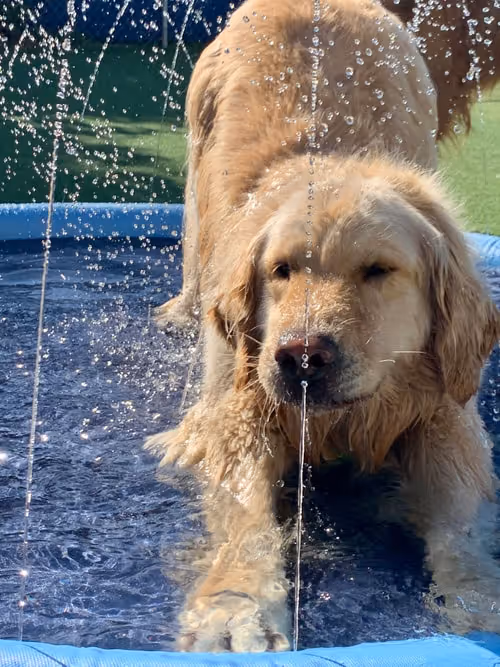 Golden retriever dog standing and playing in a small blue pool with water droplets falling around.