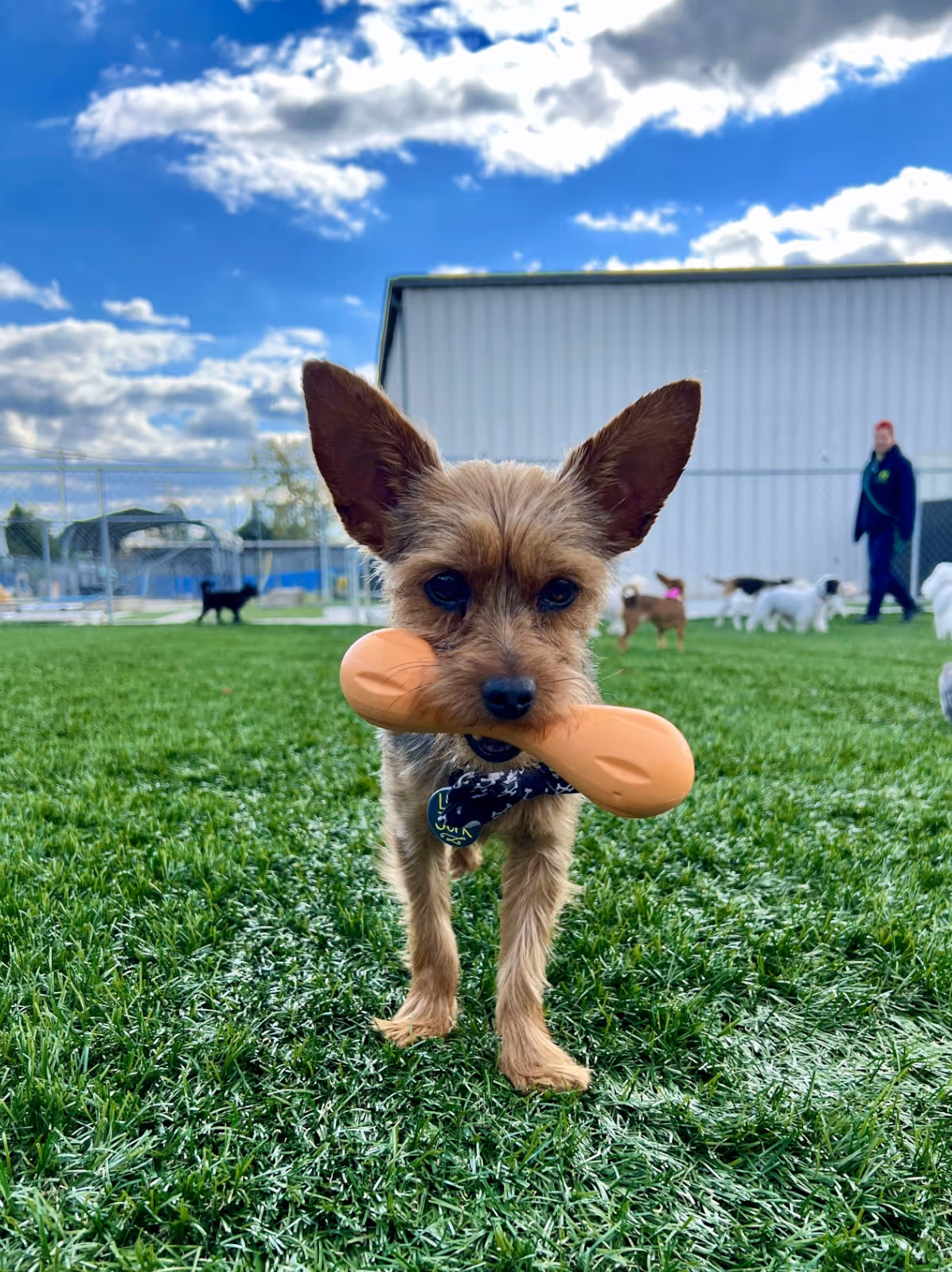 Small brown dog with large ears holding an orange bone toy on green grass with other dogs and a person in the background.
