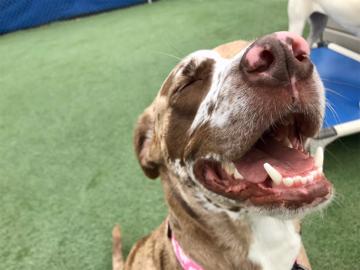 Close-up of a brown and white dog with its eyes closed and mouth open, appearing to smile on green artificial turf.