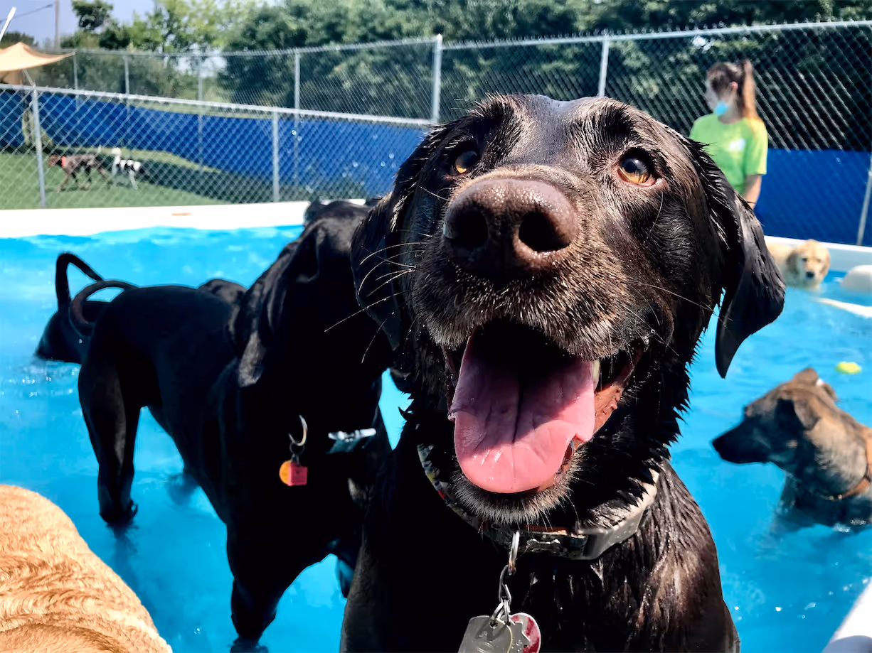 Happy wet black Labrador retriever with tongue out standing in a blue swimming pool with other dogs and a person in the background.