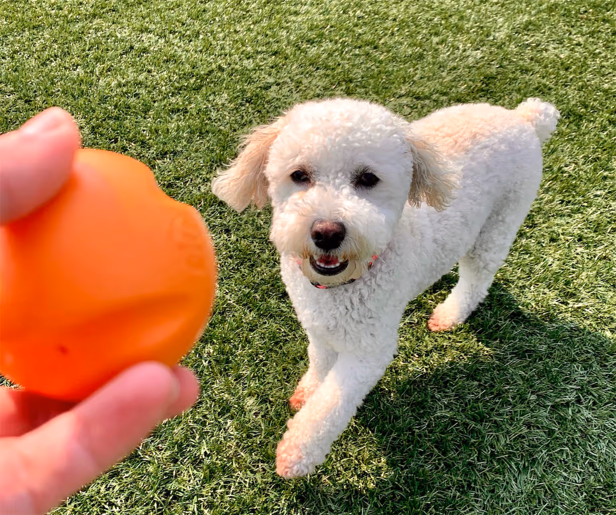 White curly-haired dog on grass looking at an orange ball held by a person.