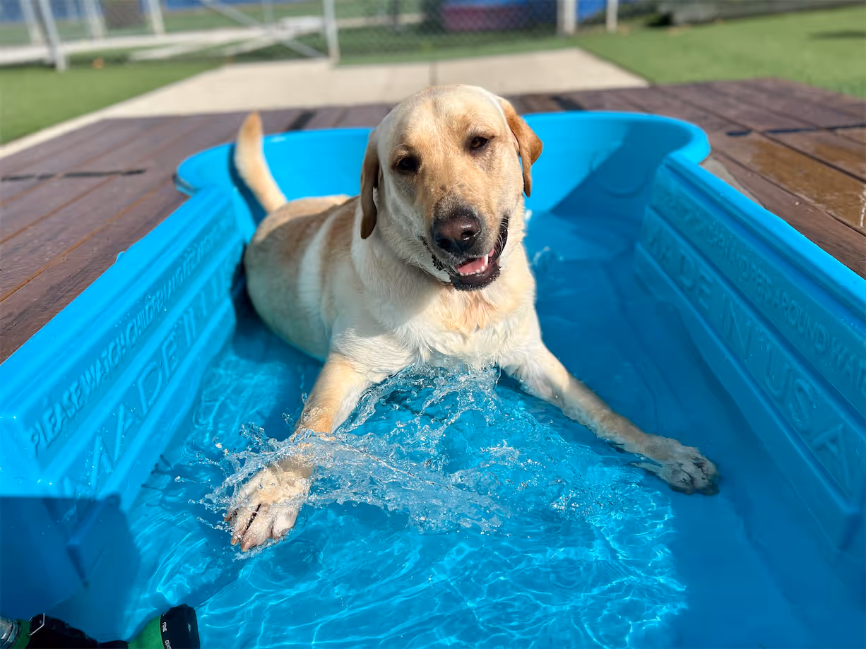 Yellow Labrador dog lying and splashing water with its paws in a blue plastic pool outdoors.