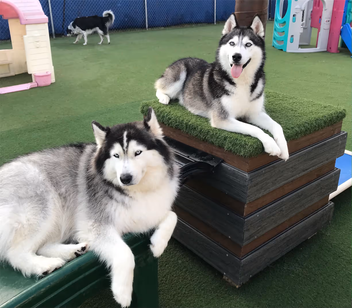 Two Siberian Huskies resting on raised platforms in a fenced dog play area with artificial grass and colorful play structures.